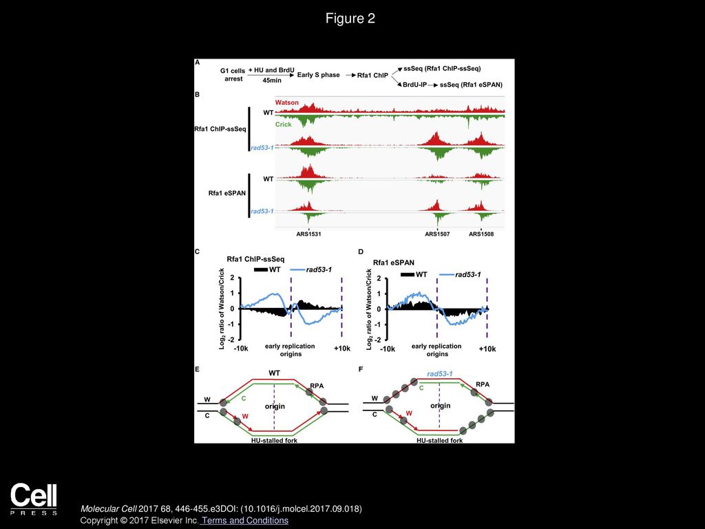 Figure 2 Long Stretches of ssDNA on the Leading-Strand Template Coated with RPA Are Detected in rad53-1 Mutation Cells during Replication Stress.