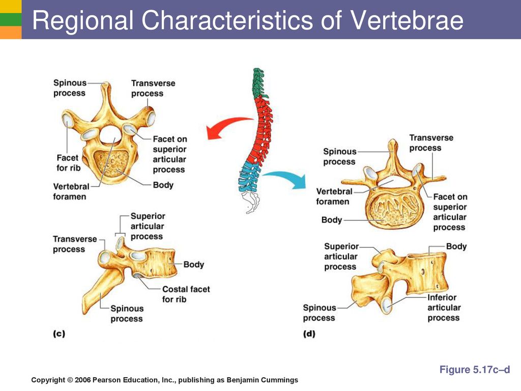 The Skeletal System. - ppt download