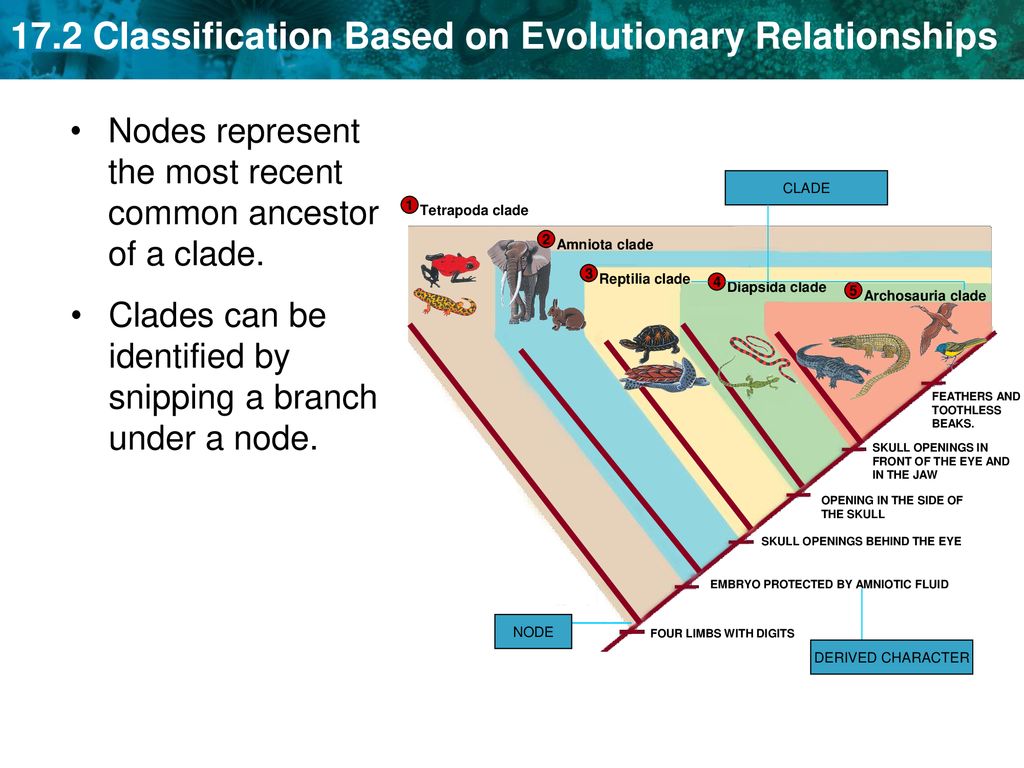 Nodes represent the most recent common ancestor of a clade.