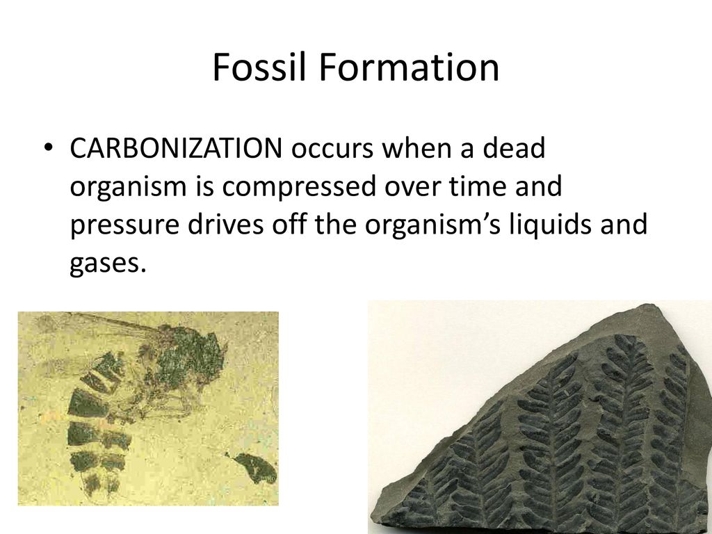 Lesson 1 Fossil Evidence. - ppt download