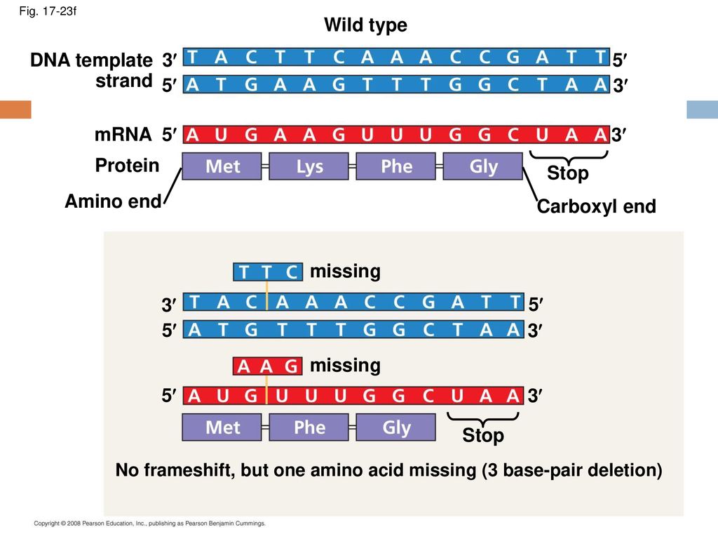 Protein Synthesis. ppt download Protein Synthesis. ppt download