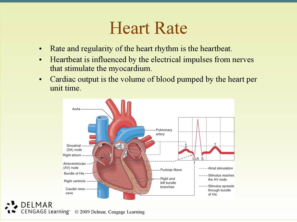 chapter-8-have-a-heart-ppt-download