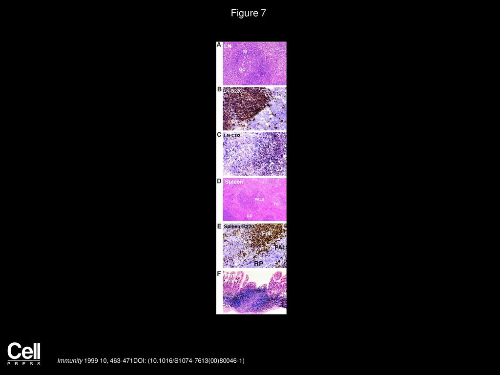 Figure 7 Lymphocyte Localization in Lymph Node and Spleen from Mice 4 Months Post Transplant with CXCR4-Deficient Fetal Liver Cells.