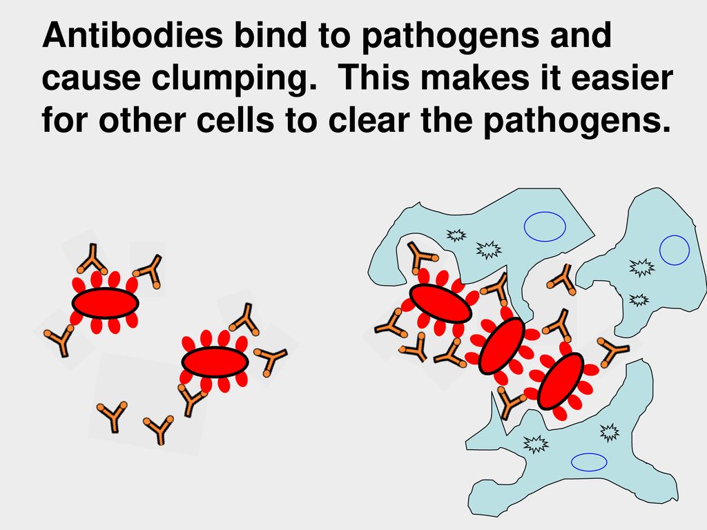 Antibodies bind to pathogens and