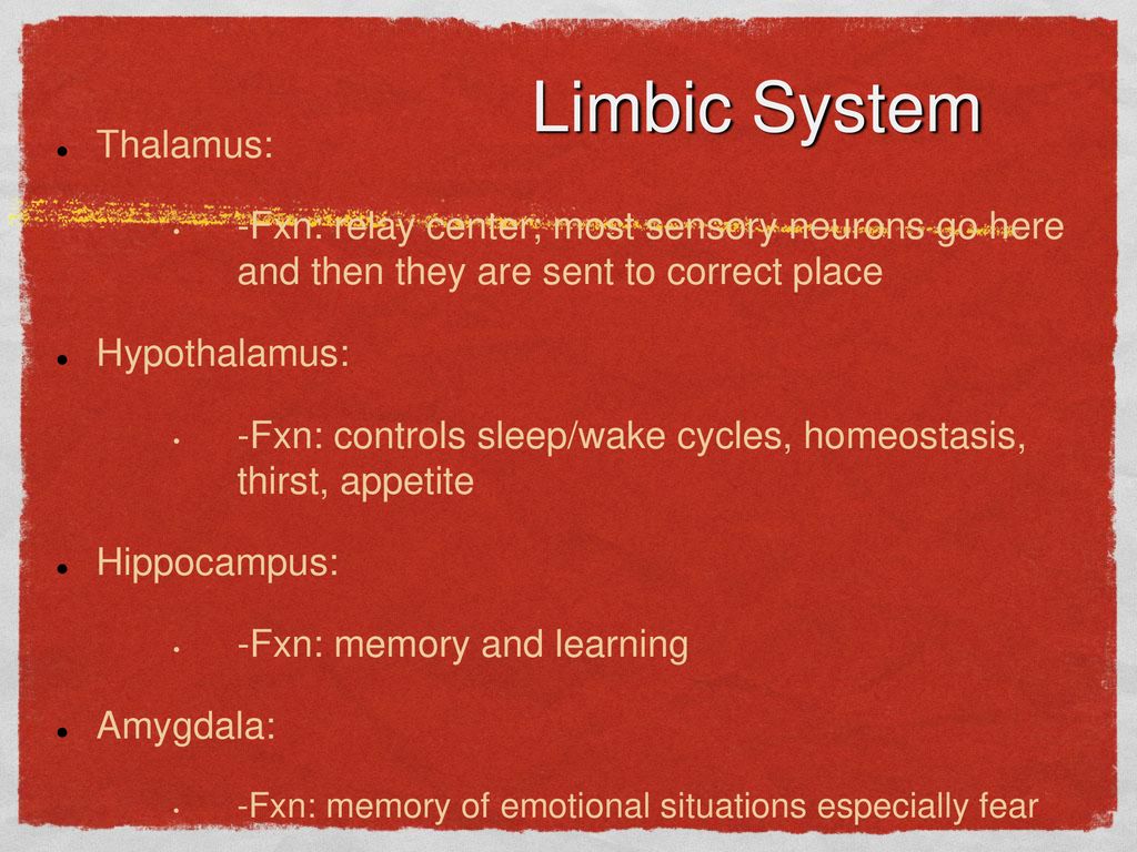 Limbic System Thalamus: