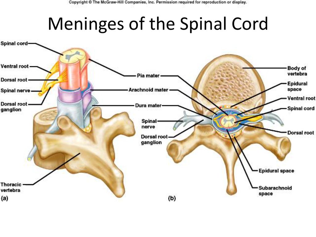 Spinal brain. Meninges. Головной и спинной мозг. Spinal Cord membranes.