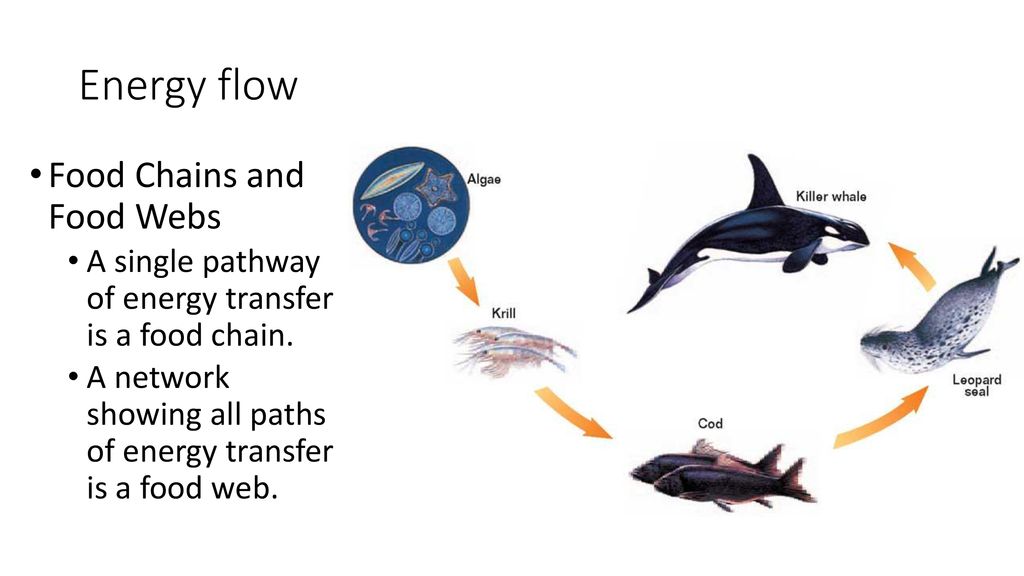 Energy Flow in an Ecosystem Biology Diagrams
