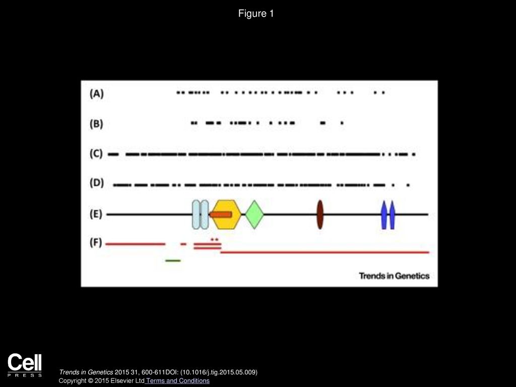 Chromodomain Helicase Dna Binding Family Encyclopedia Mdpi
