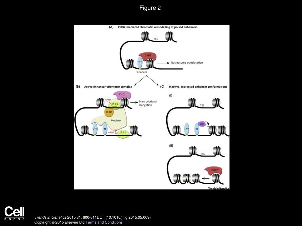 Chromodomain Helicase Dna Binding Family Encyclopedia Mdpi
