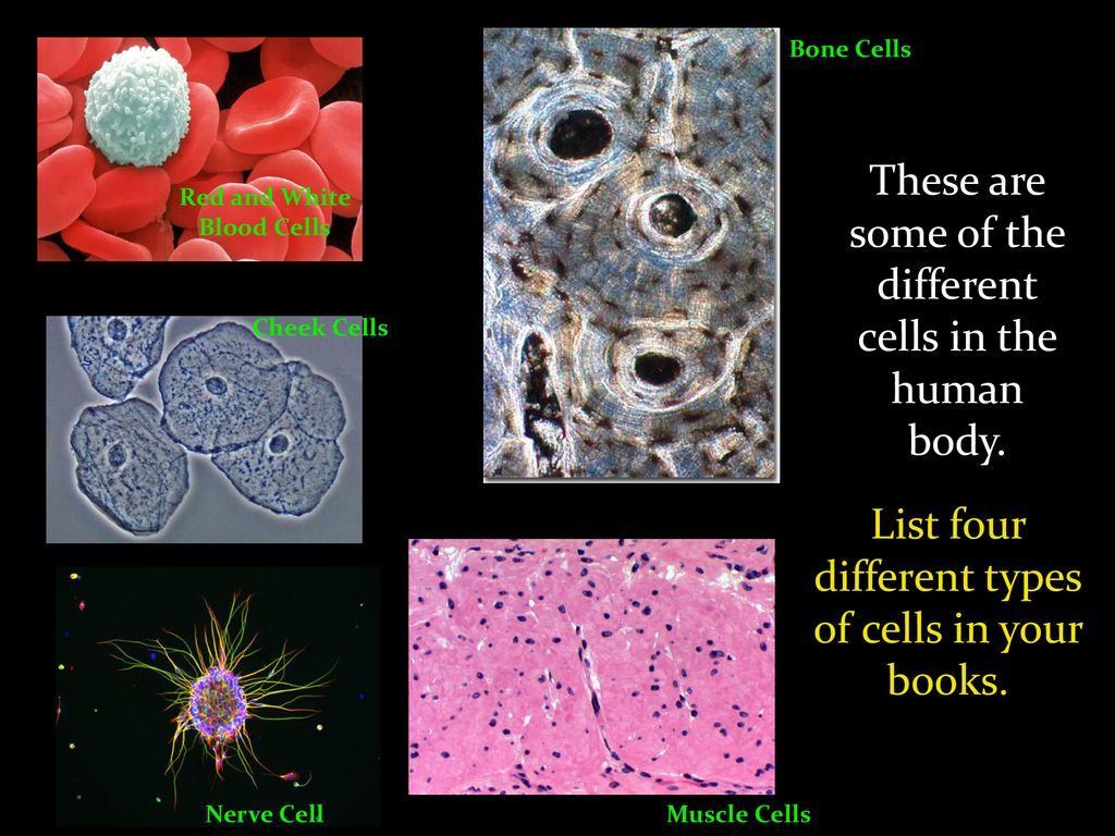 Organisation of the Human Body Biology Diagrams