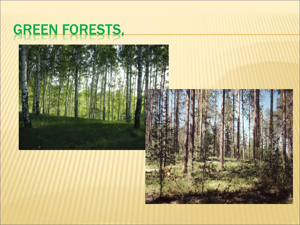 green forests,