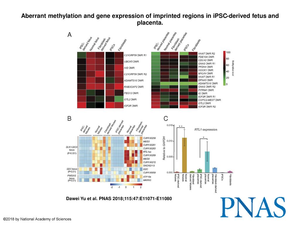 Aberrant Methylation And Gene Expression Of Imprinted Regions In Ipsc