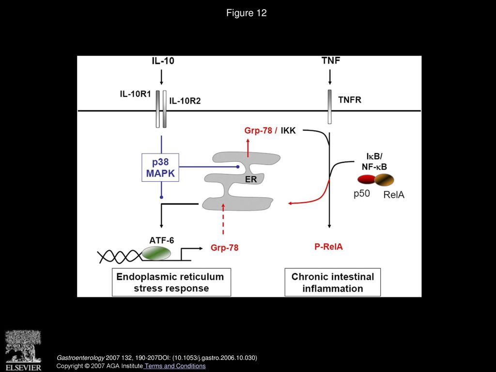 Figure 12 Schematic illustration for the proposed mechanisms of IL-10 on TNF-induced ER stress responses.