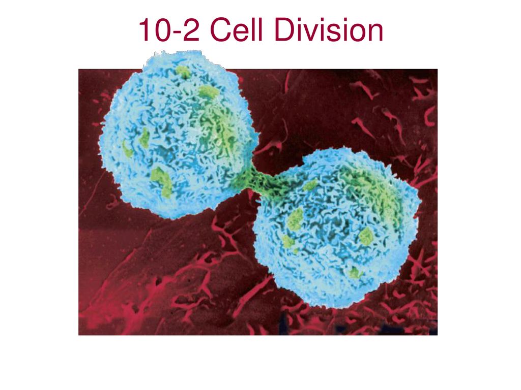 10-2 Cell Division Photo Credit: © CAMR/A.B. Dowsett/Science Photo Library/Photo Researchers, Inc.