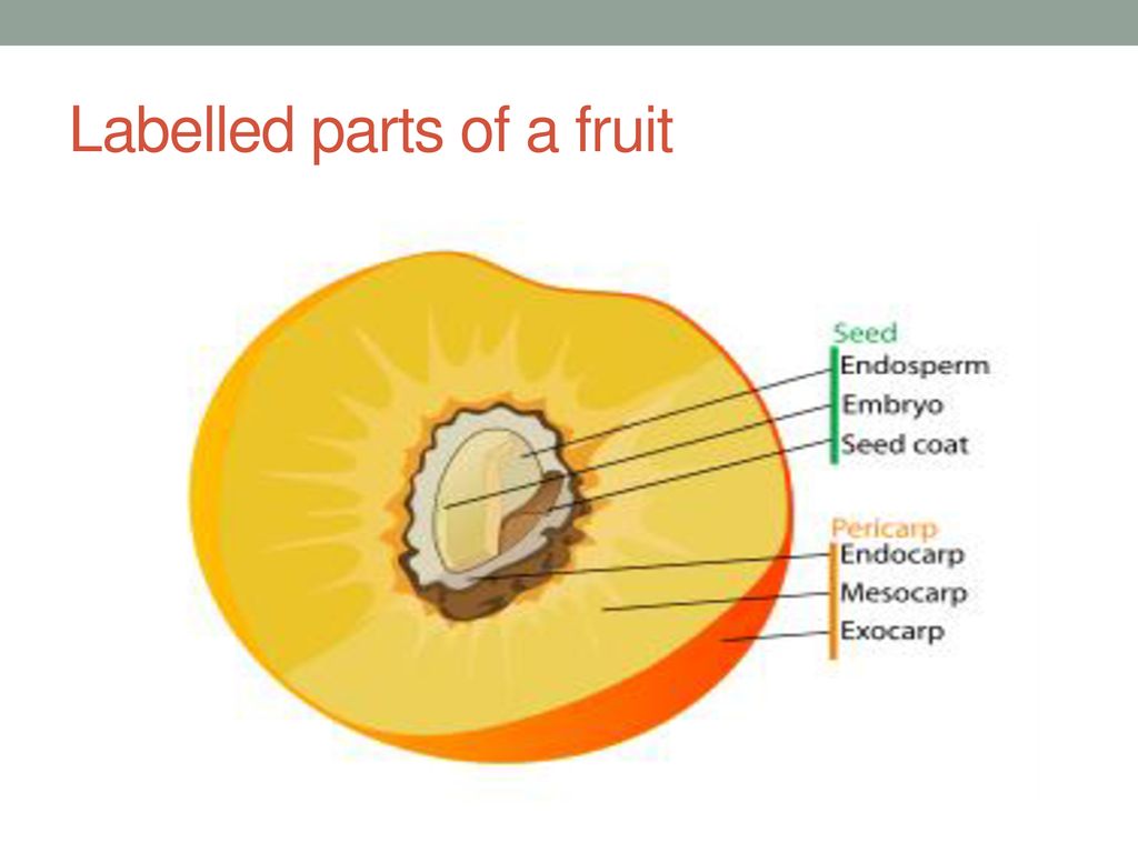 Созревают внутри плода растения. Строение плода персика биология. Строение околоплодника. Строение плода персика схема. Строение плода персика 6 класс.