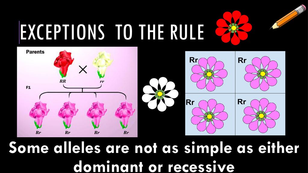 Some alleles are not as simple as either dominant or recessive
