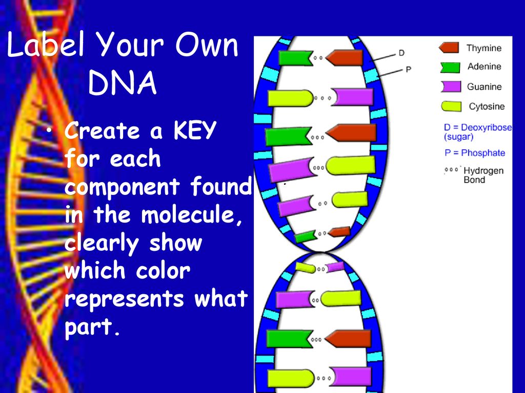 The Structure of DNA pages - ppt download