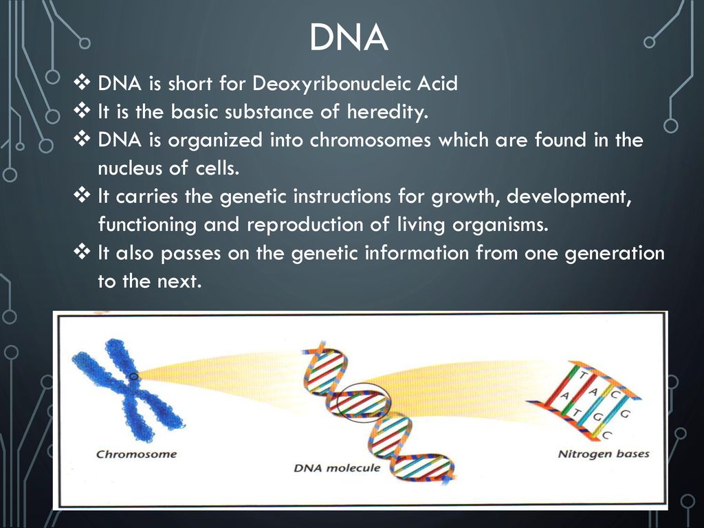 Cells, Chromosomes, DNA and RNA - ppt download