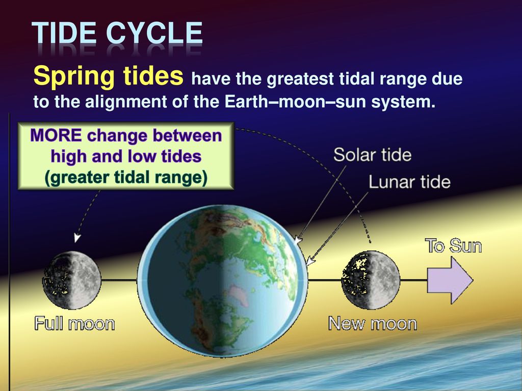 Tides Tides are daily changes in the elevation of the ocean surface ...