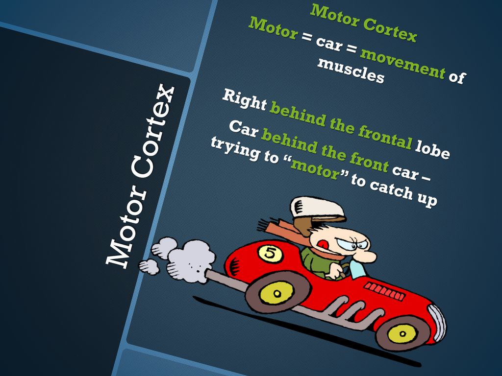 Motor Cortex Motor = car = movement of muscles Right behind the frontal lobe Car behind the front car – trying to motor to catch up