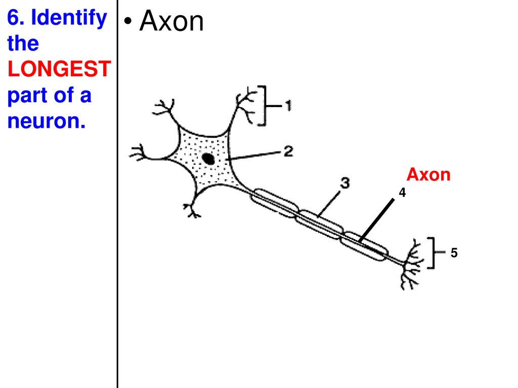 Topic: Nervous System Aim: Use textual evidence to describe the