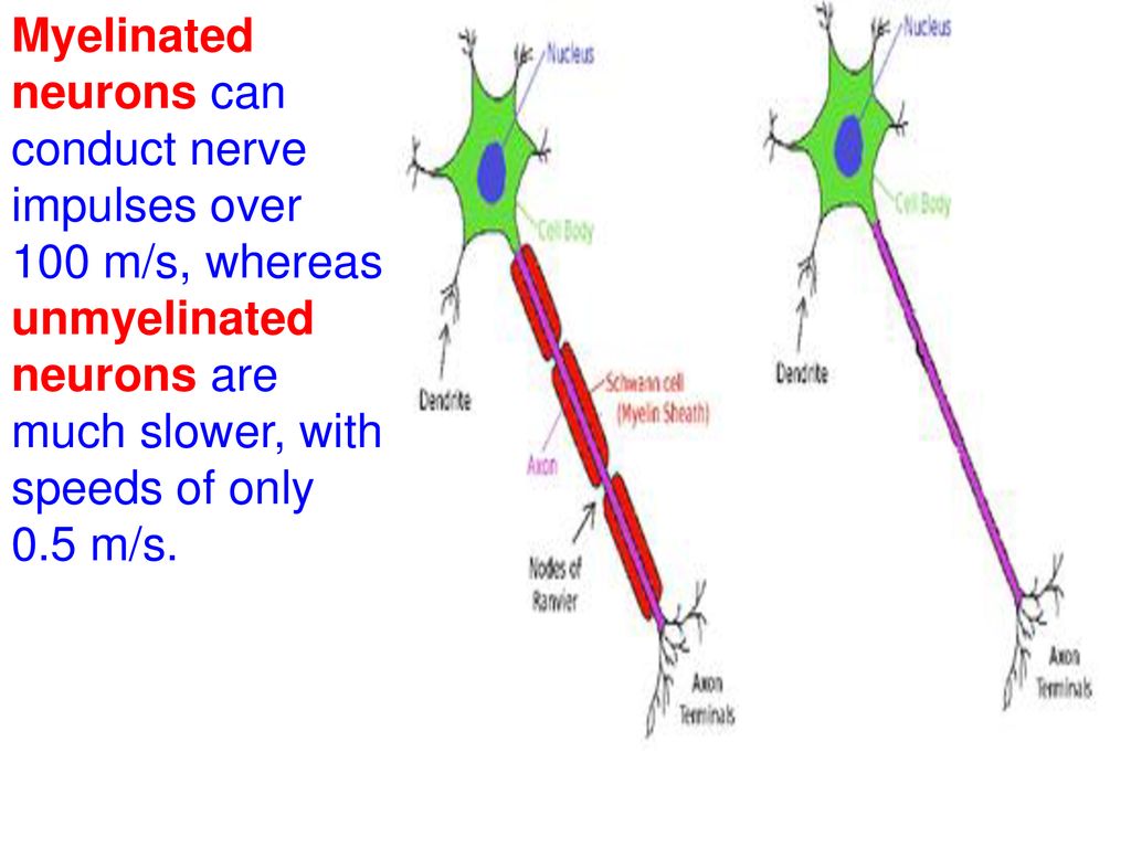 Topic: Nervous System Aim: Use textual evidence to describe the