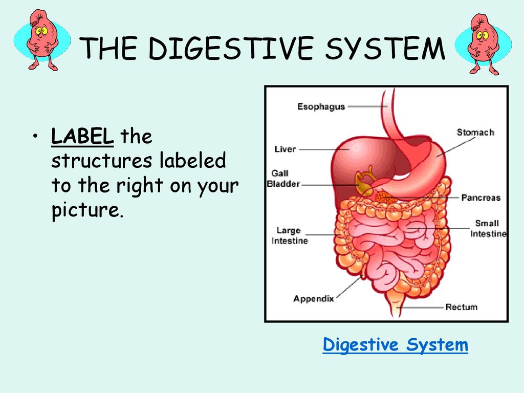 BODY SYSTEMS CRASH COURSE: DAY 2 Biology Diagrams