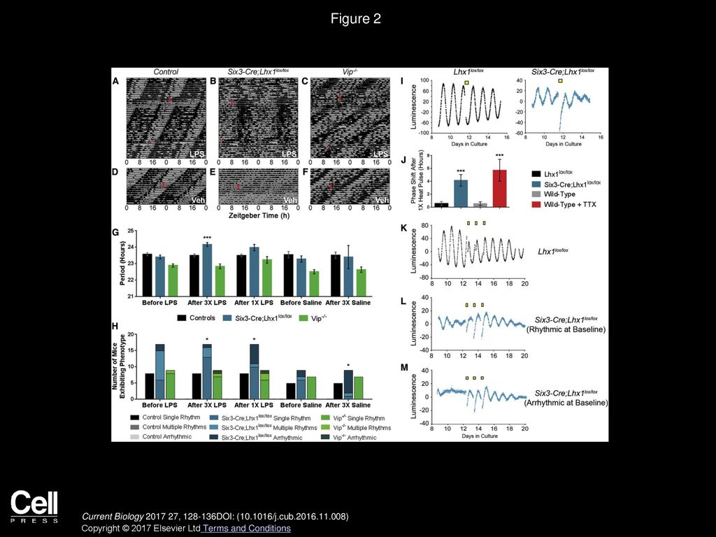 Figure 2 Six3-Cre;Lhx1lox/lox Circadian Behavior and SCN Clock Are Susceptible to Heat.