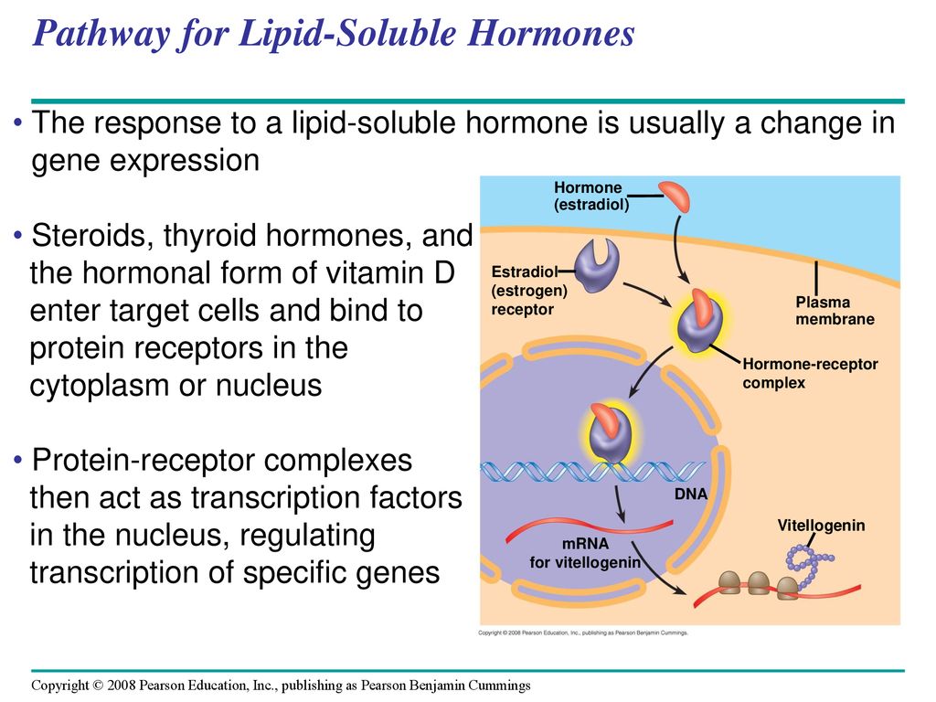 Hormones and the Endocrine System Biology Diagrams