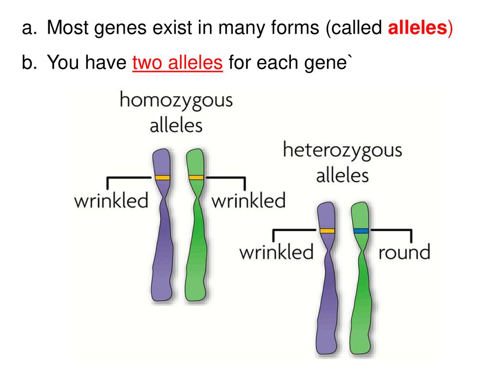 Unit 4 Genetics Ppt Download