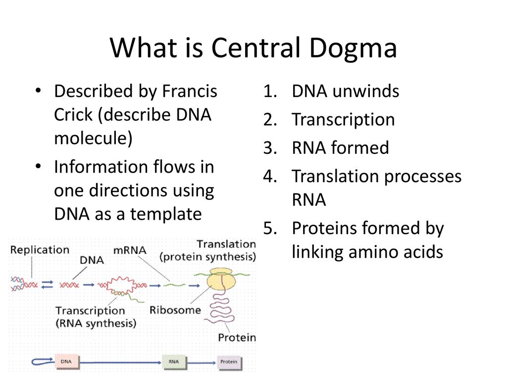 What is Central Dogma Described by Francis Crick (describe DNA molecule) Information flows in one directions using DNA as a template.