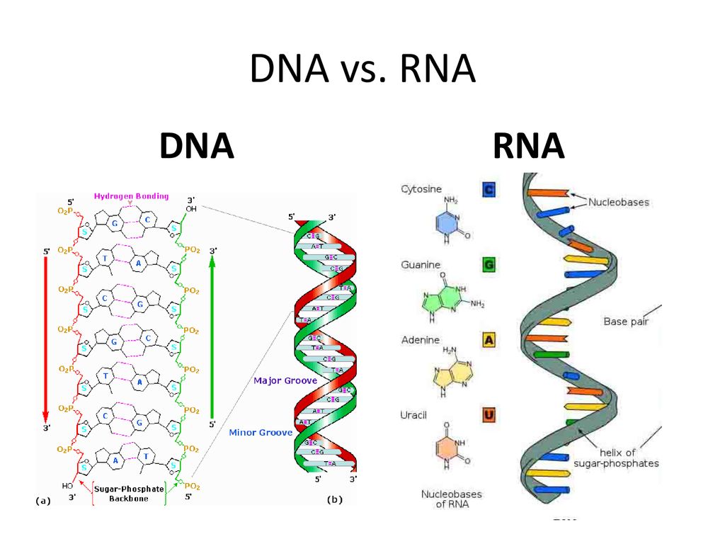 DNA vs. RNA DNA RNA