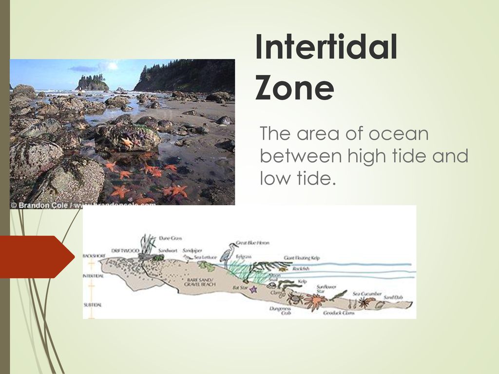 The area of ocean between high tide and low tide.