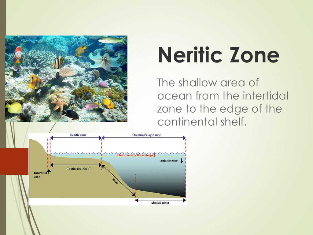 Neritic Zone The shallow area of ocean from the intertidal zone to the edge of the continental shelf.