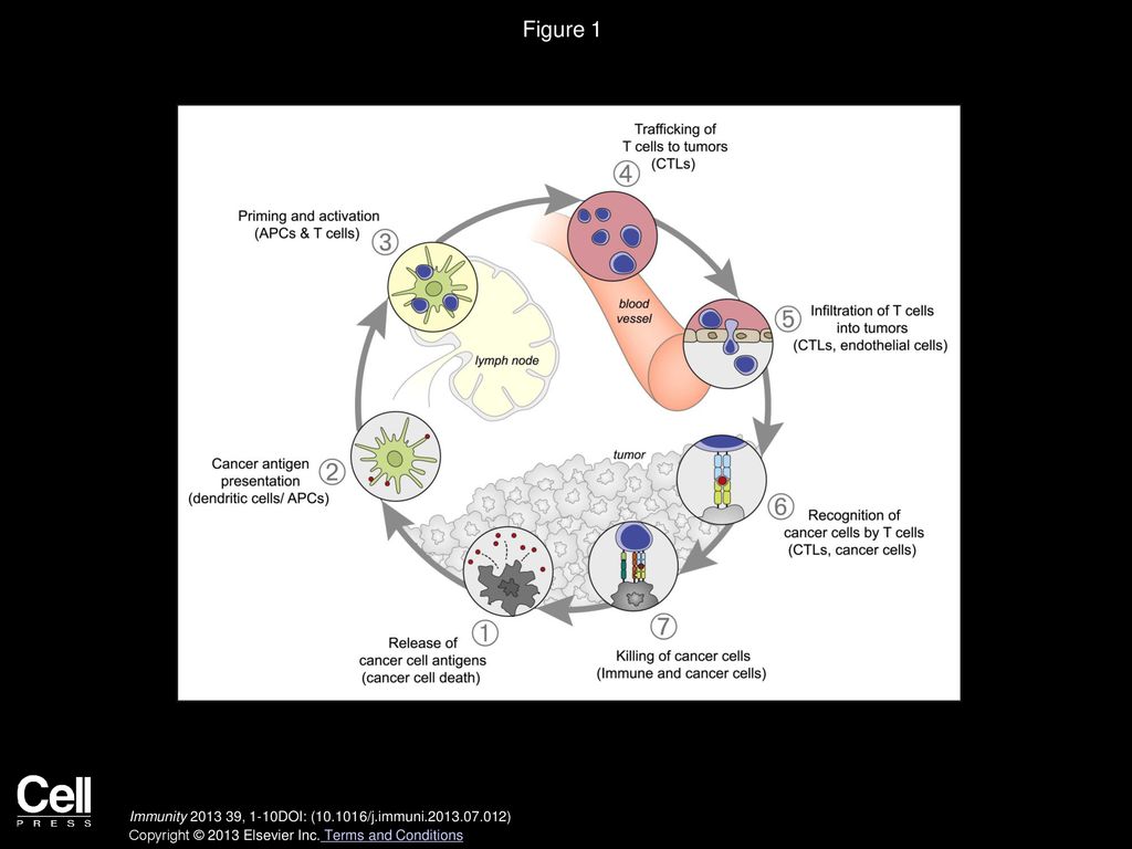 Figure 1 The Cancer-Immunity Cycle