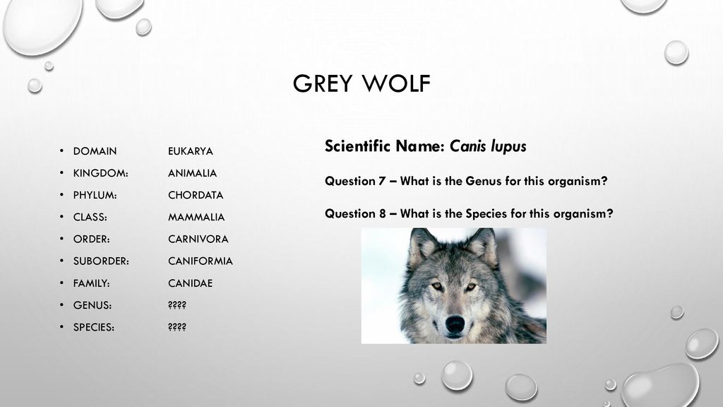 binomial nomenclature practice - ppt download