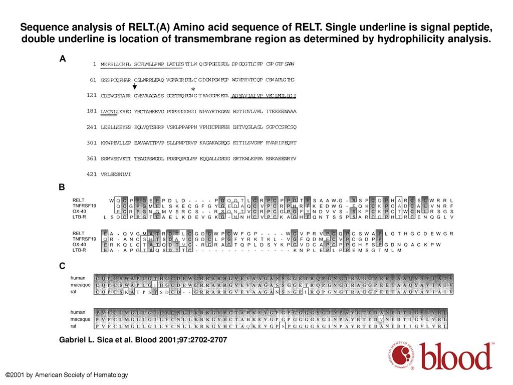 Sequence analysis of RELT. (A) Amino acid sequence of RELT