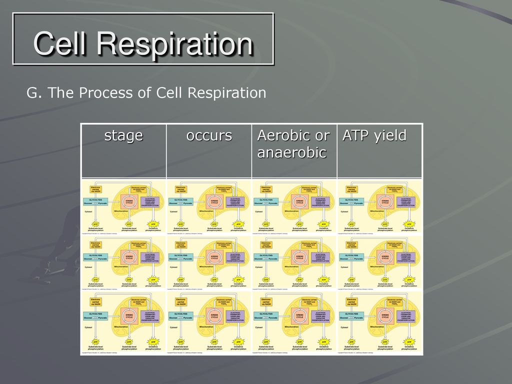 Cell Respiration G. The Process of Cell Respiration stage occurs