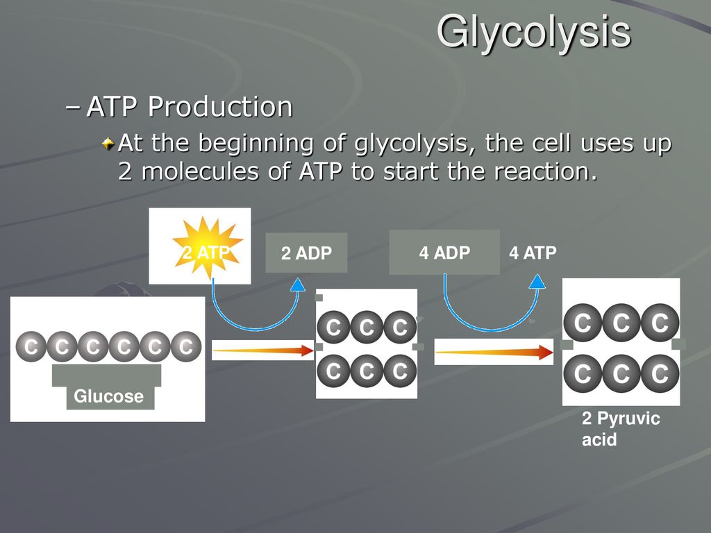 Glycolysis ATP Production