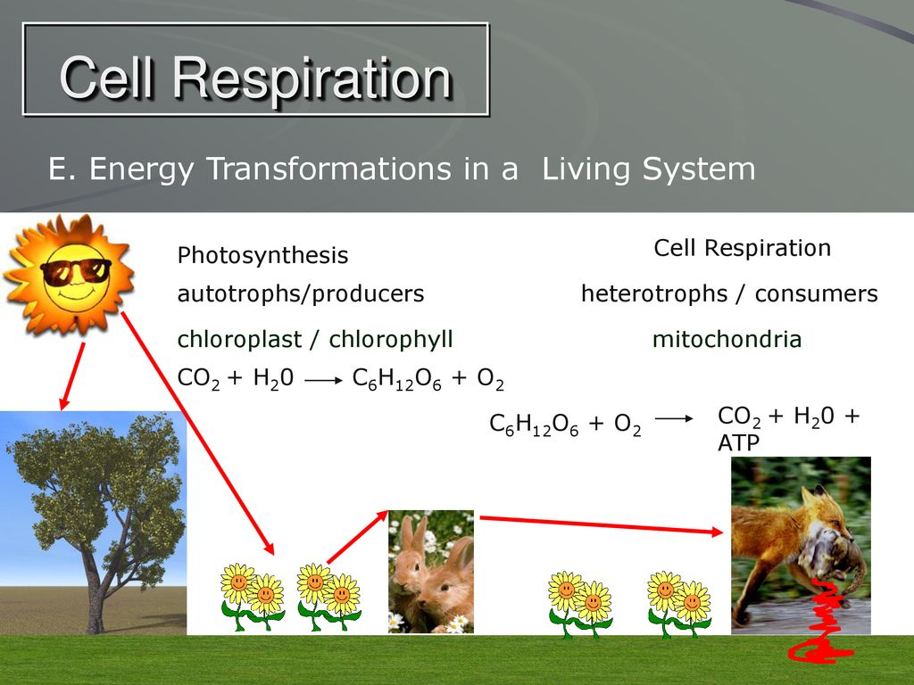 Cell Respiration E. Energy Transformations in a Living System