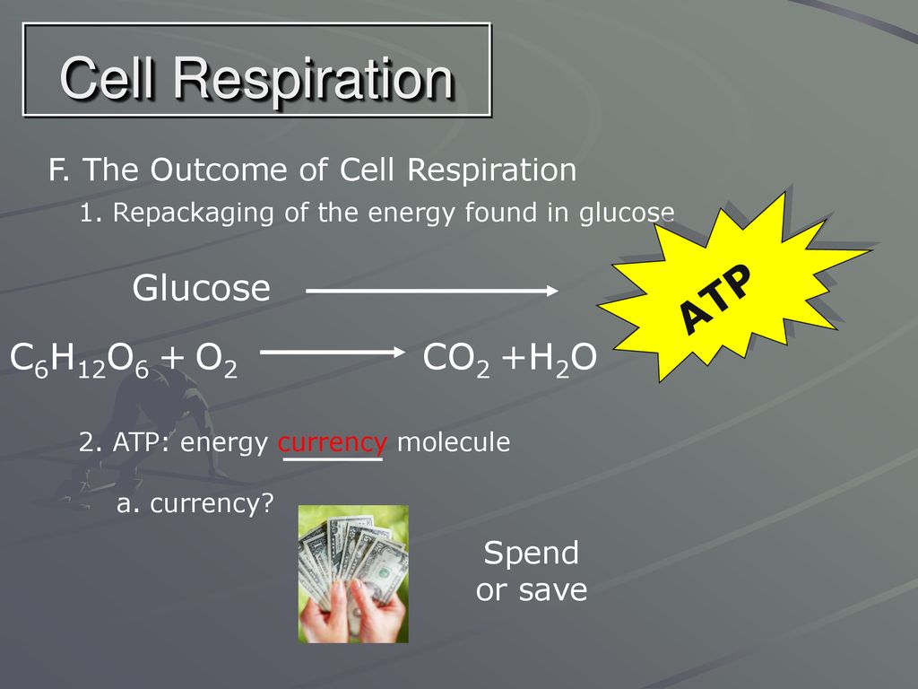 Cell Respiration ATP Glucose C6H12O6 + O2 CO2 +H2O