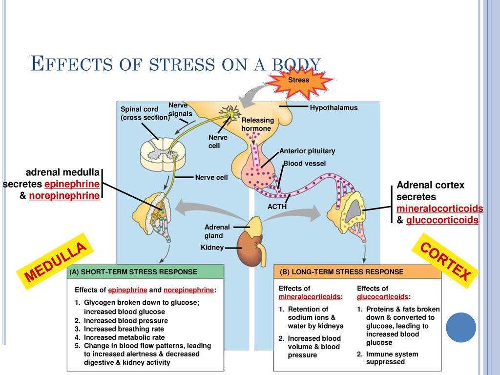 Hormones that affect short term and long term stress… - ppt download