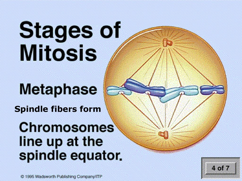 Mitosis What is it? Why is it Important? What do I need to know? Biology Diagrams