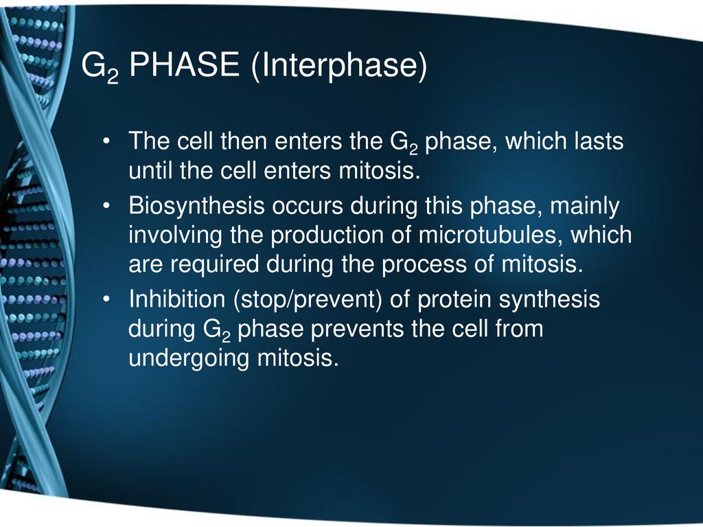 Mitosis Mr. Cistaro 01/03/ ppt download Biology Diagrams