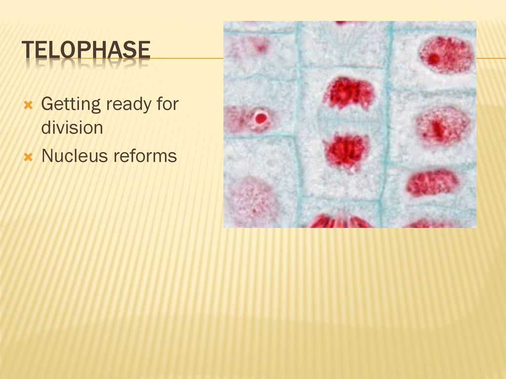 Cell division Mitosis Biology Diagrams