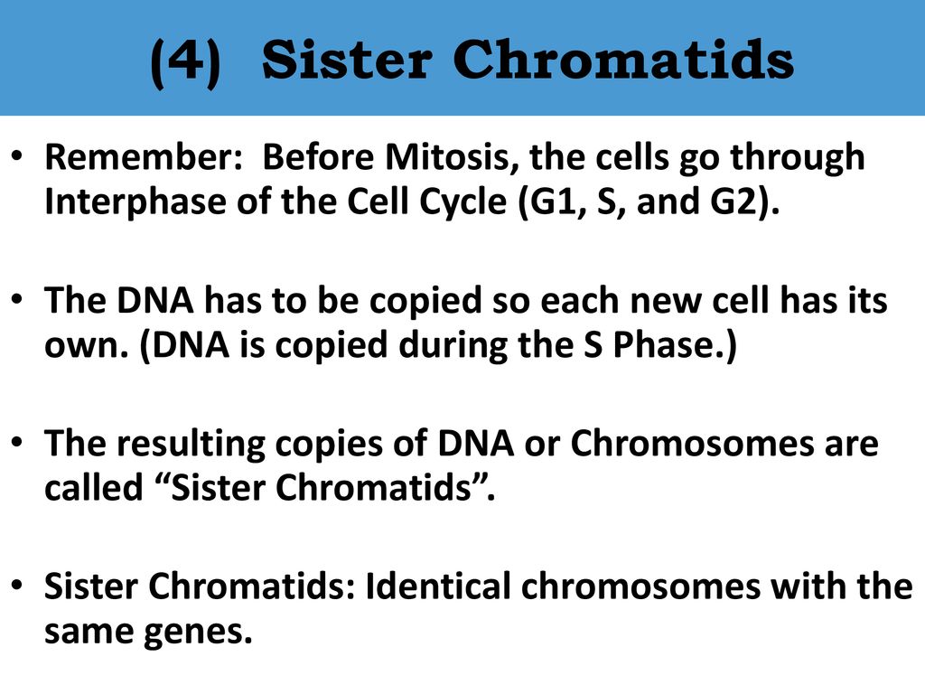 BIOLOGY Unit 4 Notes: Mitosis Biology Diagrams