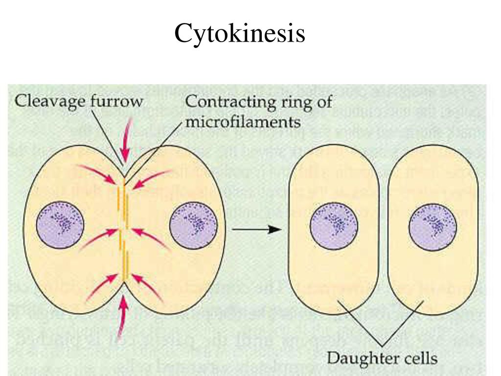 Cell Division Biology Diagrams