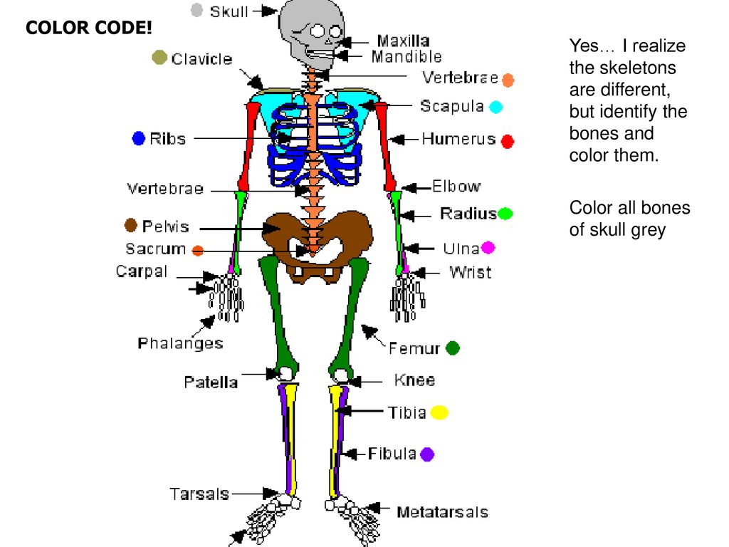 The Human Skeleton Ppt Download