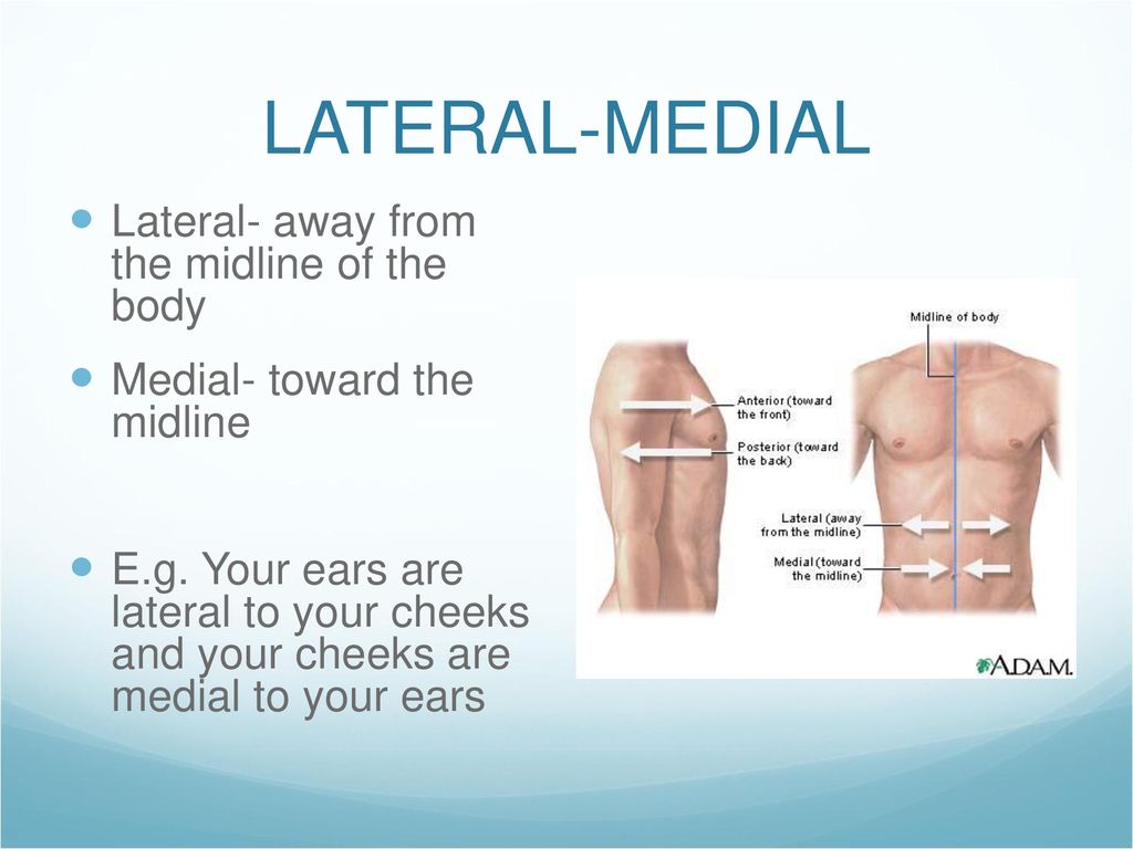 Лотераль. Medial lateral. Lateral 800 (латераль). Топка lateral 800 (латераль). Body Midline.