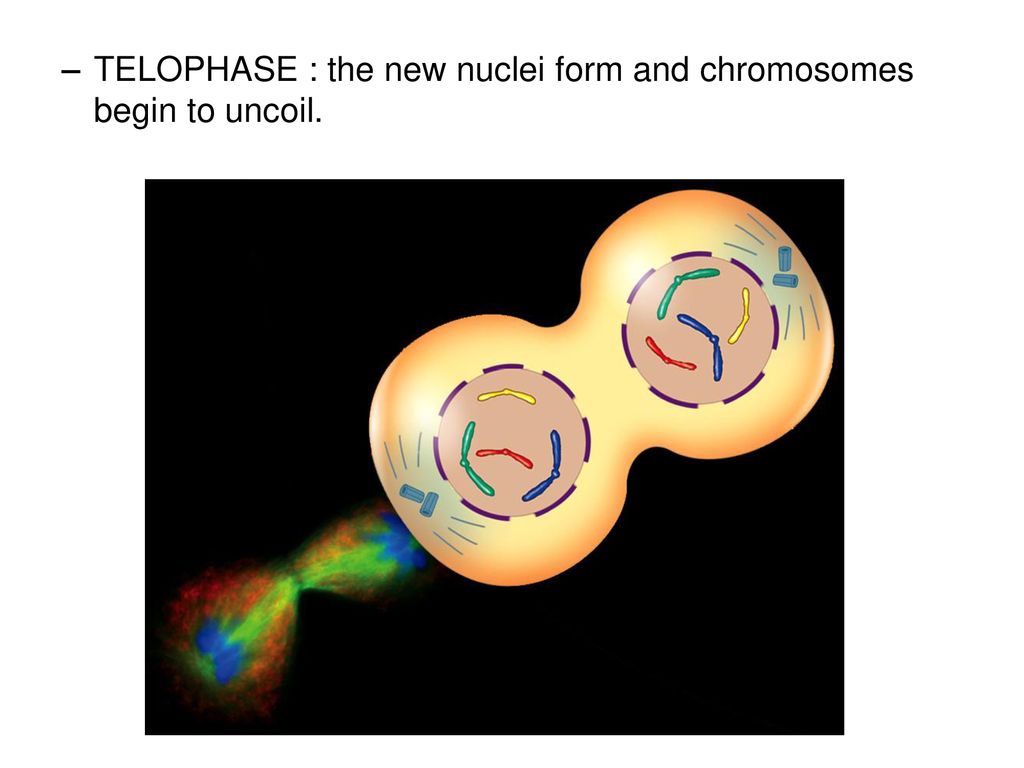 Chapter 5 : Cell Growth and Division Biology Diagrams